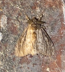 Dasychira atrivenosa