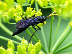 Gnamptopelta obsidianator
