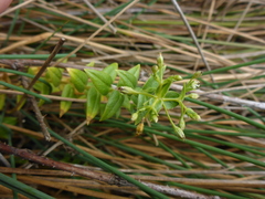 Stellaria littoralis
