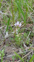 Astragalus distortus