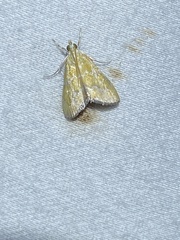 Xanthophysa psychicalis