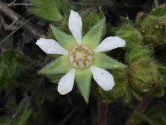 Horkelia marinensis