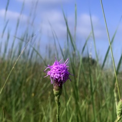 Liatris cymosa