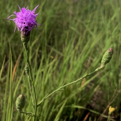 Liatris cymosa