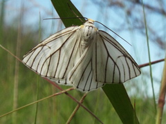 Neuromelia selectata