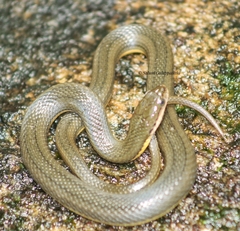 Olive Keelback Wart Snake photo 2