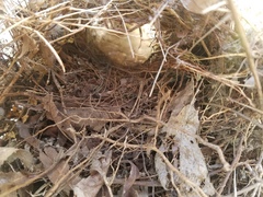 Poecile carolinensis