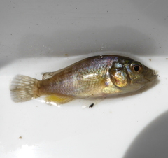 Pseudocrenilabrus philander philander