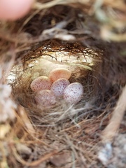 Poecile carolinensis