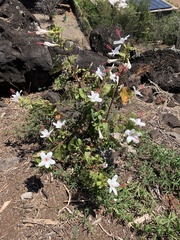 Hibiscus arnottianus