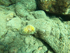 Asteronotus cespitosus