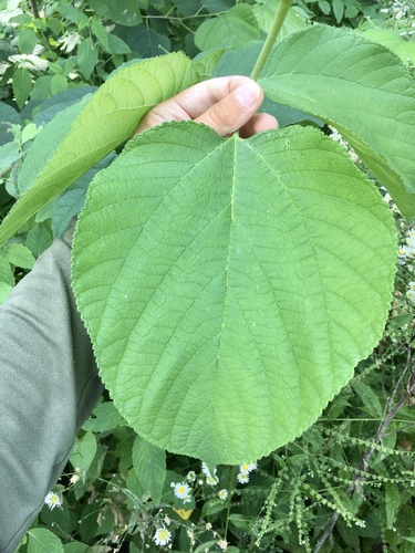 Morus rubra
