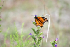 Danaus plexippus