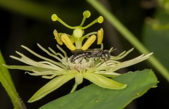 Protandrena passiflorae