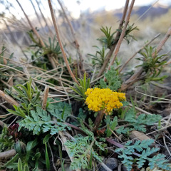 Cymopterus longipes