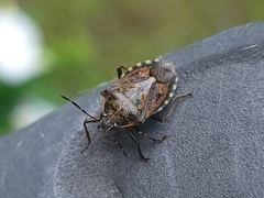 Podisus serieventris