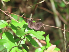 Staphylus hayhurstii