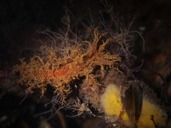 Dendronotus europaeus