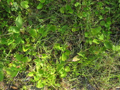 Parnassia asarifolia
