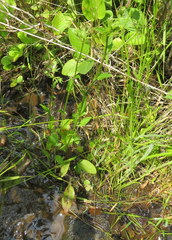 Eryngium integrifolium
