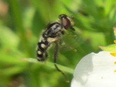 Parhelophilus porcus