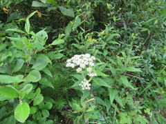 Angelica venenosa