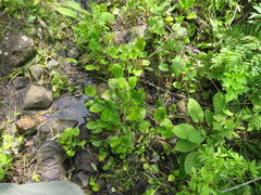 Parnassia grandifolia