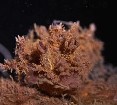 Dendronotus europaeus