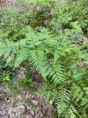 Pteridium caudatum