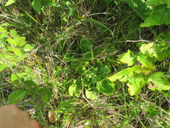 Parnassia grandifolia