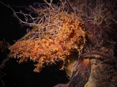 Dendronotus europaeus