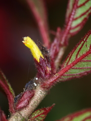 Columnea purpurata