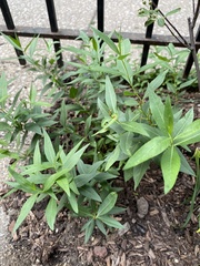 Amsonia illustris