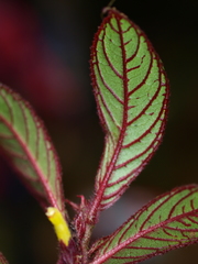 Columnea purpurata