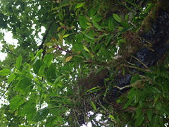 Columnea purpurata