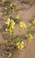 Linaria acutiloba