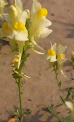 Linaria acutiloba