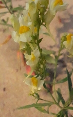 Linaria acutiloba
