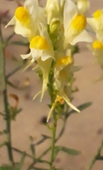Linaria acutiloba