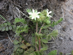 Horkelia marinensis