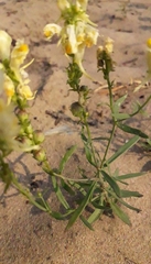 Linaria acutiloba