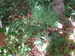 Euphorbia purpurea