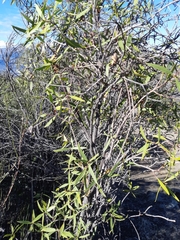 Colliguaja salicifolia