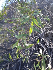 Colliguaja salicifolia