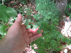 Euphorbia purpurea