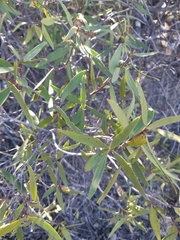 Colliguaja salicifolia