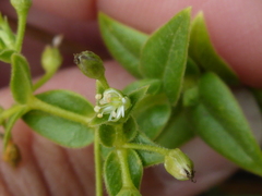 Stellaria littoralis