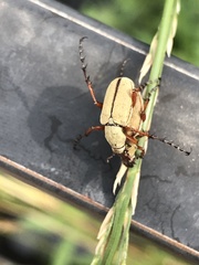 Macrodactylus uniformis