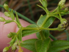 Stellaria littoralis