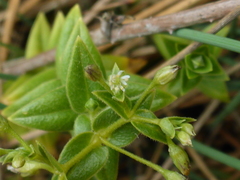 Stellaria littoralis